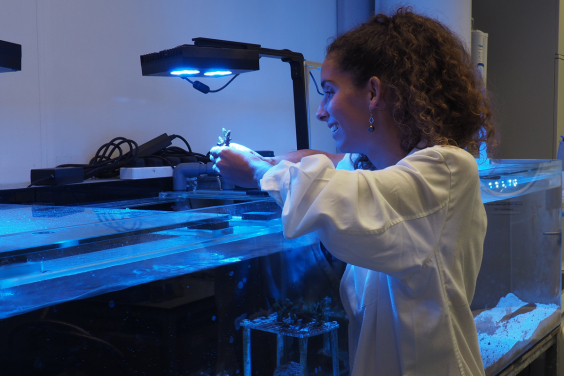 5. Dr. Isis Guibert inspecting a coral nubbin
(Credit: Taylor Bogar)